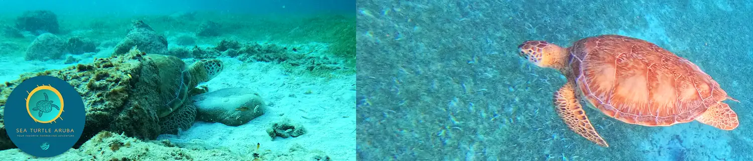 Sea Turtles Aruba Tour