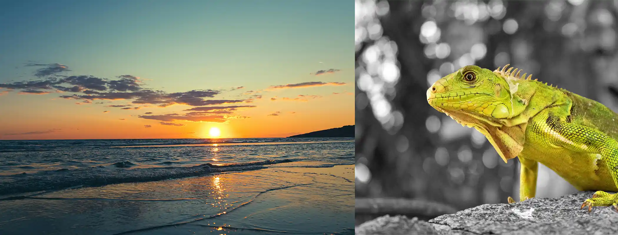 Exploring Aruba | Divi Village